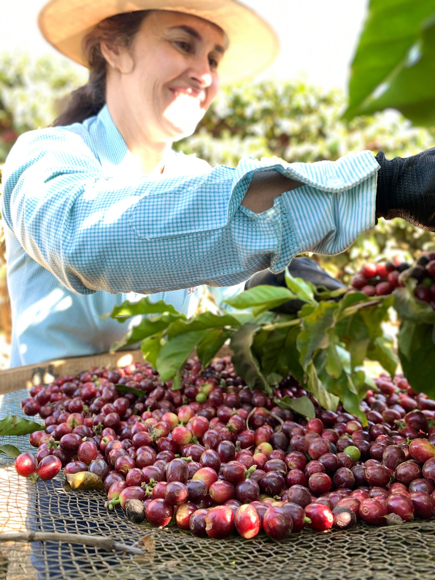 Lobao Coffee • Ground