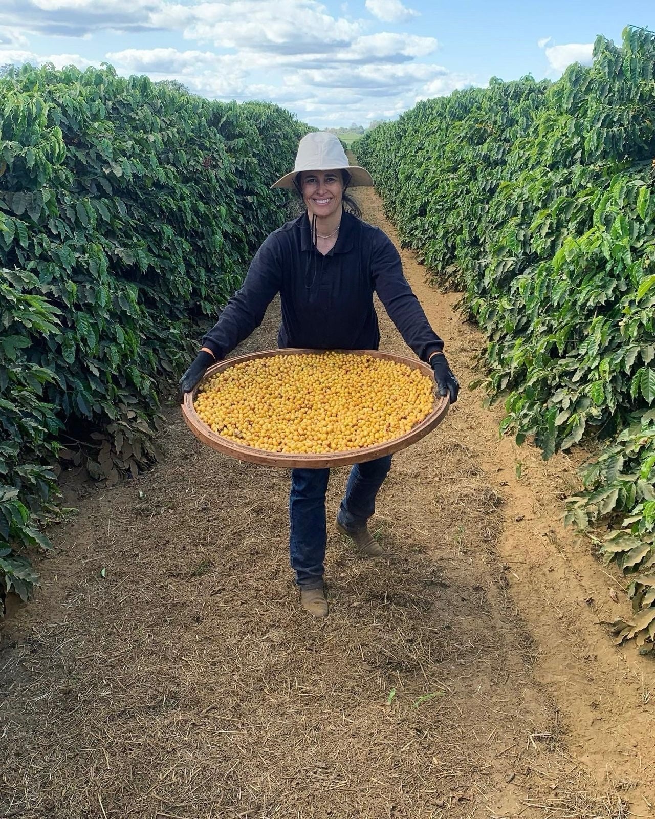 Lobao Coffee • Ground